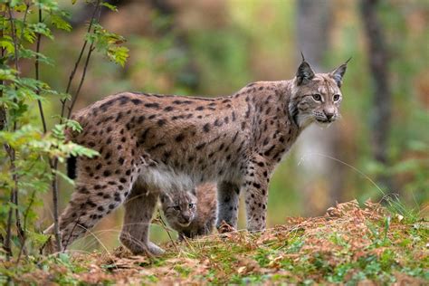 Found on Bing from kimcampion.com | Eurasian lynx, Wild cats, Small wild cats