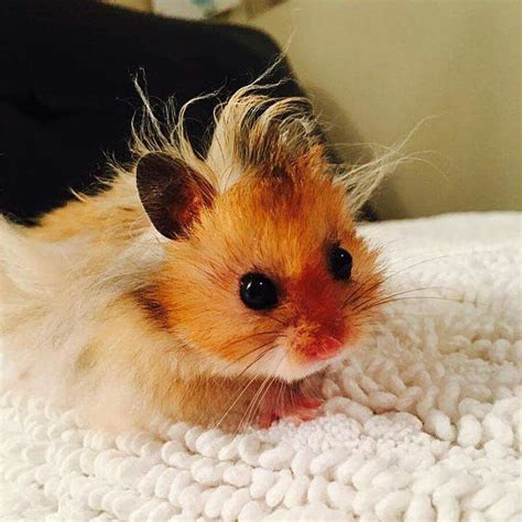 Baby hamster has a bad hair day. LoL Cute Little Animals, Cute Funny Animals, Hamster Pics ...