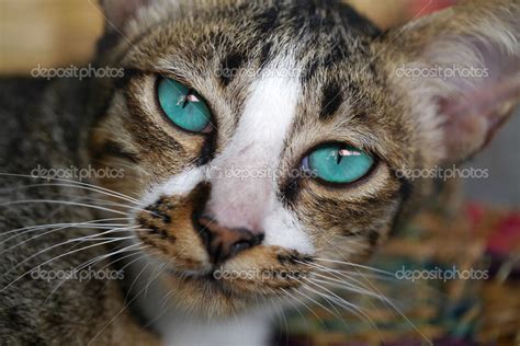 Blue eyes of Bengal cat. — Stock Photo © Noppharat_th #49720427