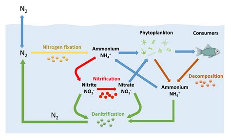 5.6 Nitrogen and Nutrients – Introduction to Oceanography