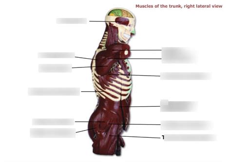 Muscles of the trunk, right lateral view Diagram | Quizlet