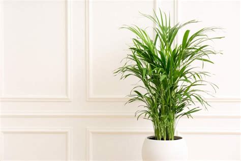 Areca Palms: 14 Ways They Transform Your Space and Air Quality - Petal Republic