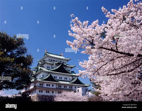 Nagoya Castle And Cherry Blossoms, Nagoya, Aichi, Japan Stock Photo - Alamy