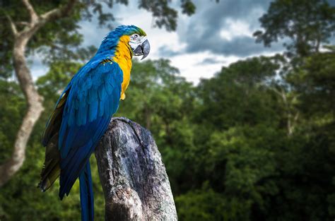 a blue and yellow parrot sitting on top of a tree branch in front of some trees