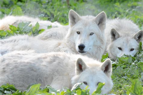 Come Visit the Wolves of Speedwell! - Wolf Sanctuary of PA