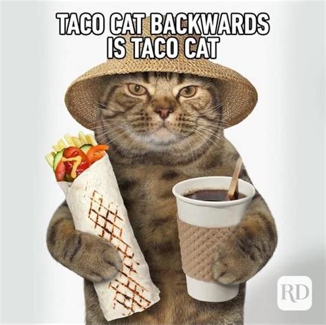 50+ Funny Feline Memes for Crazy Cat People | Crazy cat people, Taco cat, Crazy cats