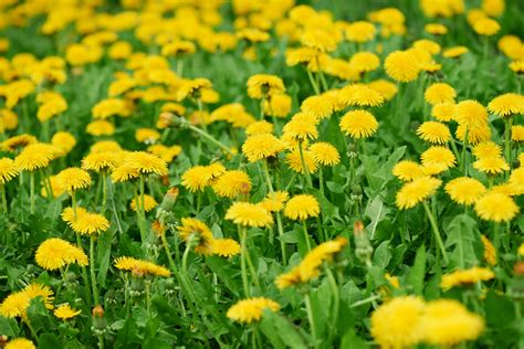 Rare dandelion, thought extinct in NL, spotted in island field - DutchNews.nl