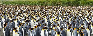 King Penguin (Aptenodytes patagonicus) | Gold Harbour, South… | Flickr