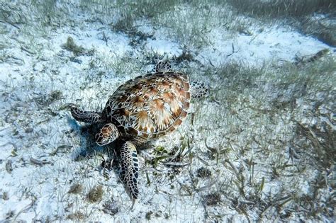 Visitor’s Guide to Snorkeling Belize's Barrier Reef