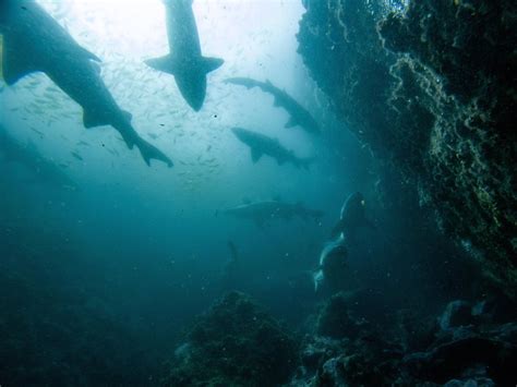 Diving South West Rocks (Fish Rock Cave) : r/scuba