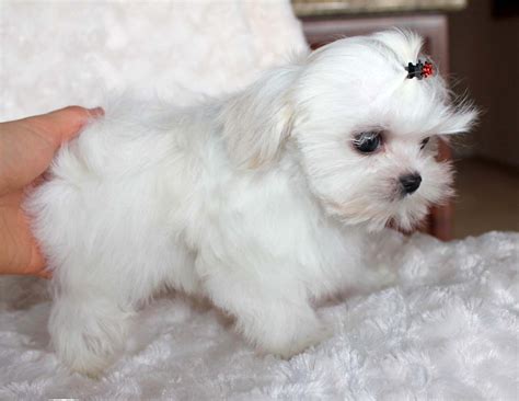 Micro Teacup Maltese Puppy - for sale Platinum Puppy! COBBY with ...