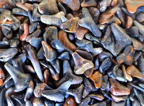 Shark Teeth, Unsunken Beach Treasure for All Ages…from All Ages | Share the Outdoors