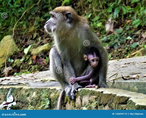 A Mother Monkey Protecting Her Baby Stock Image - Image of malaysia, monkey: 143699115