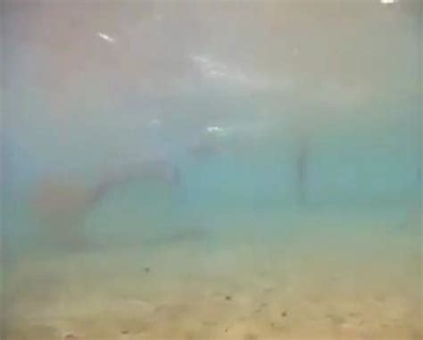 Watch incredible moment of dolphin giving birth in the sea