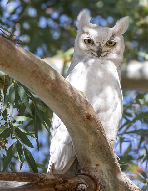 Owl, Great Horned (Leucistic)