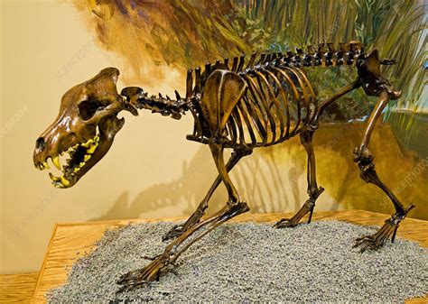 Dire Wolf Fossil - Stock Image - C028/5145 - Science Photo Library