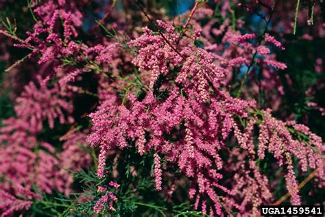 Meet A Tree: Meet the Tamariceae / Tamarisk Family