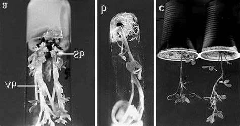 Multiple shoot, axillary branch and shoot bud development from... | Download Scientific Diagram