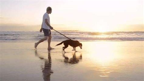 Happy man walking dog on beach - Stock Video Footage - Dissolve