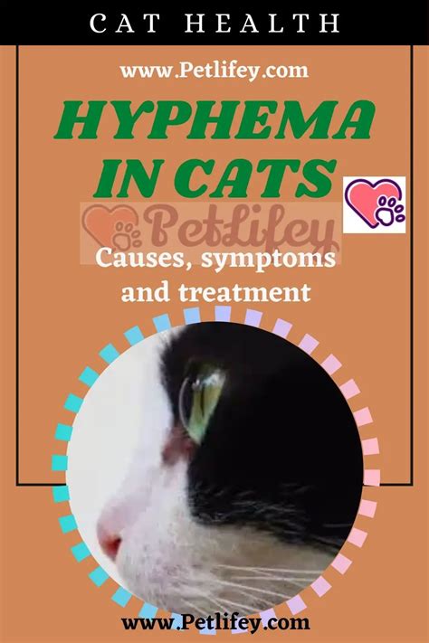 Hyphema in cats: causes, symptoms and treatment - Pet Lifey