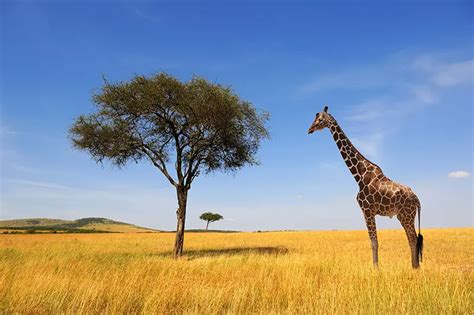 Giraffes threatened with extinction