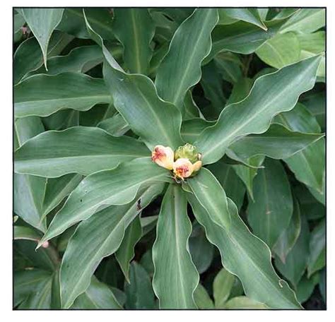 Insulin plant, Chamaecostus cuspidatus, costus igneus, SPIRAL FLAG: Philippine Medicinal Herbs ...