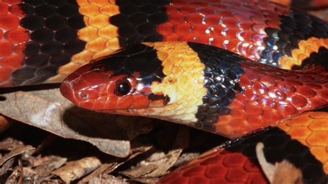 How the Kingsnake Is Still Fooling Predators into Thinking It’s Venomous | NOVA | PBS