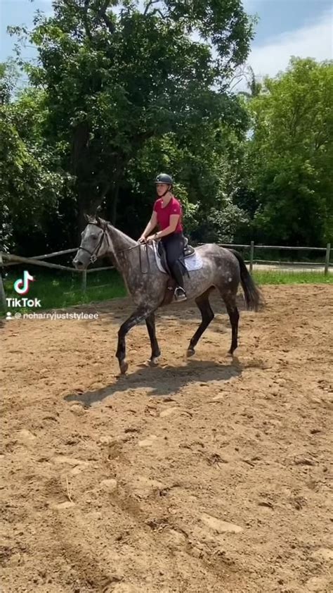 my tiktok!! [Video] | Horse life, Show horses, Horses