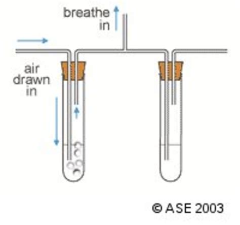 Carbon Dioxide Experiment | Teaching Resources