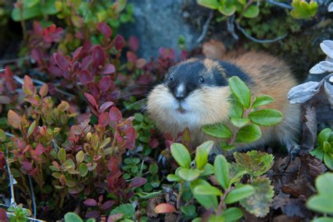 Where can I see the Norway Lemming in the wild
