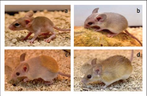 The African spiny mouse (Acomys spp.) as an emerging model for development and regeneration ...