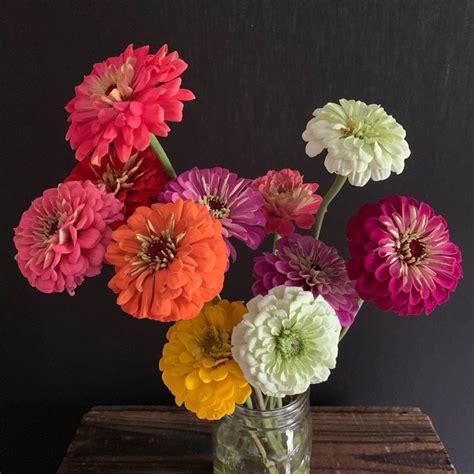 12 Zinnia Flower Arrangements We Love - Flower Magazine