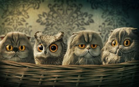 Baby Owl Desktop Wallpaper - WallpaperSafari