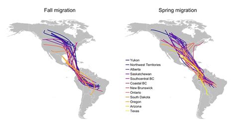 Where do all the nighthawks go? - Birds Canada | Oiseaux Canada