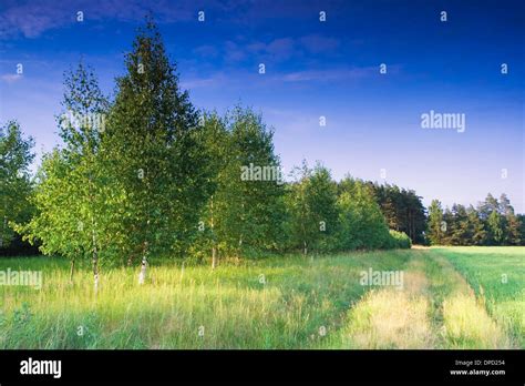 landscape with rural sandy road Stock Photo - Alamy