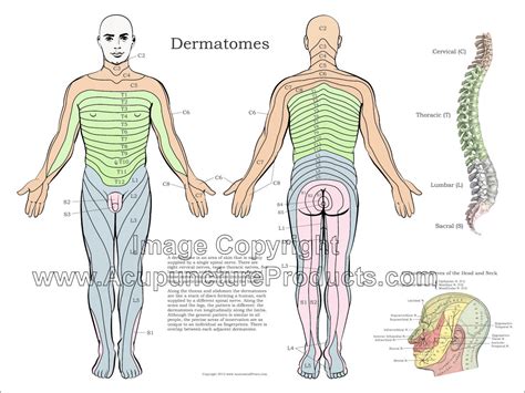 Crítico Esportes pá dermatomes leg marca Inclinado adormecido