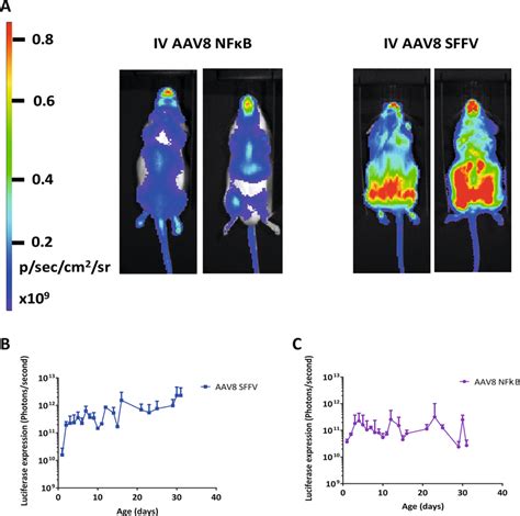 Whole-body bioluminescence imaging of mice which have received an ...