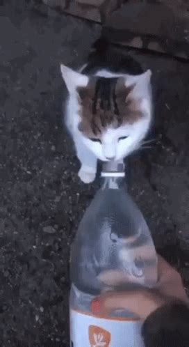 Cat Water GIF - Cat Water Bottle - Discover & Share GIFs