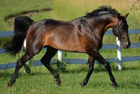 Dark bay | Warmblood horses, Horses, Bay horse