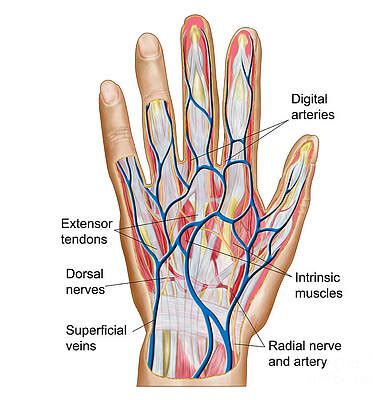 Palmar Digital Vein Thrombosis | Renew Physical Therapy