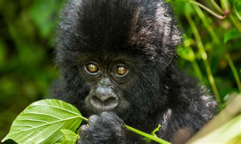 What do gorillas eat? And other gorilla facts | WWF