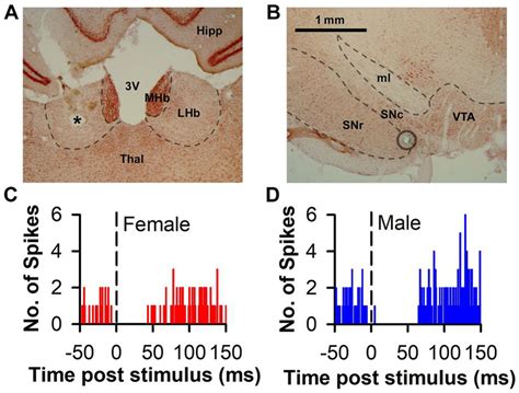 Representative histology and PSTH associated with LHb-induced DA ...