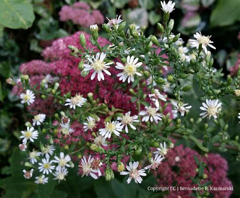 Calico Aster - Today