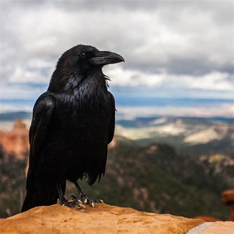 Why Do Crows and Ravens Caw?