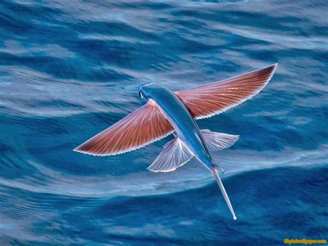 A flying fish glides gracefully in the course of the air, mirrored beneath with the aid of its ...