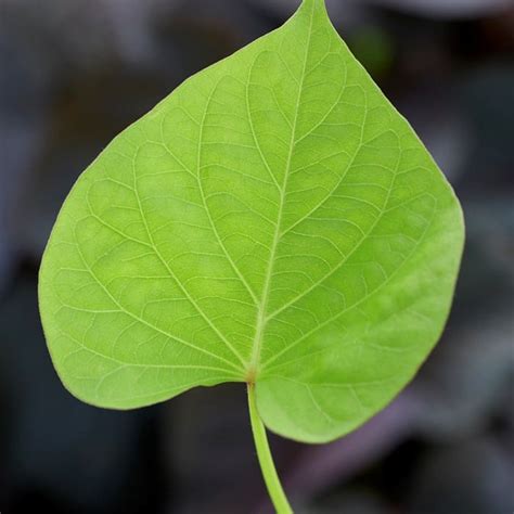 Ipomoea Treasure Island Makatea - Peace Tree Farm