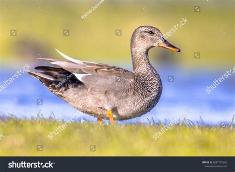 2,137 Gadwall Stock Photos, Images & Photography | Shutterstock