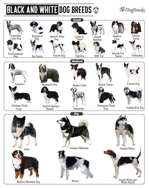 List of Small, Medium & Big Black and White Dog Breeds With Pictures ...