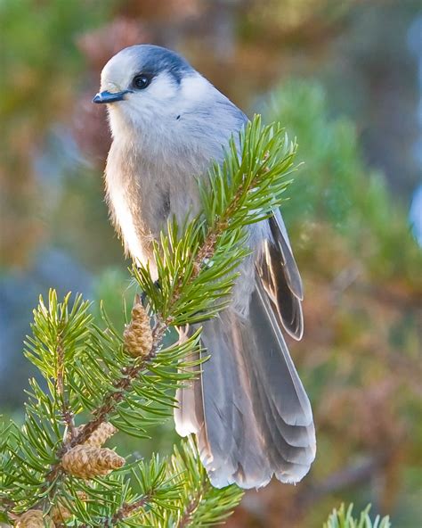 CWHC Rebranded Day 1: Introduction to the Gray Jay - Healthy Wildlife