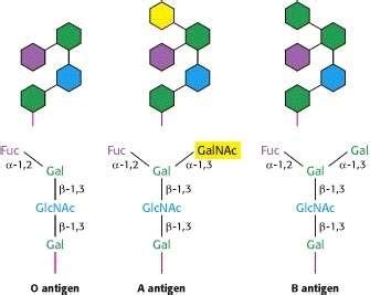 1: Structure of blood group antigens found on the surface of human... | Download Scientific Diagram